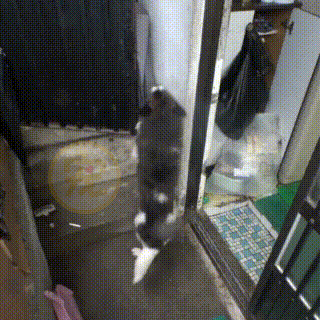 主人因病住院,狗狗每天期待主人回家,一年後的團聚卻是離別 主人因病住院,狗狗每天期待主人回家,一年後的團聚卻是離別