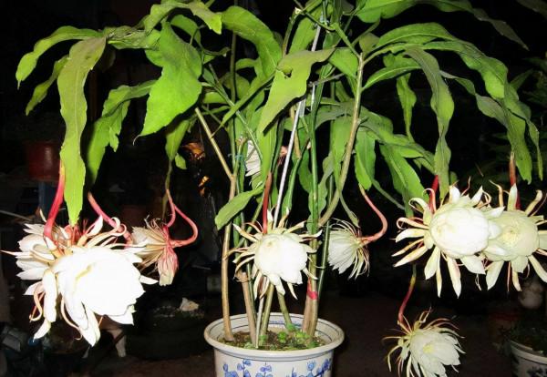 3種花是“見不得光”,經常放在陽臺上曬太陽,反而養不活 3種花是“見不得光”,經常放在陽臺上曬太陽,反而養不活