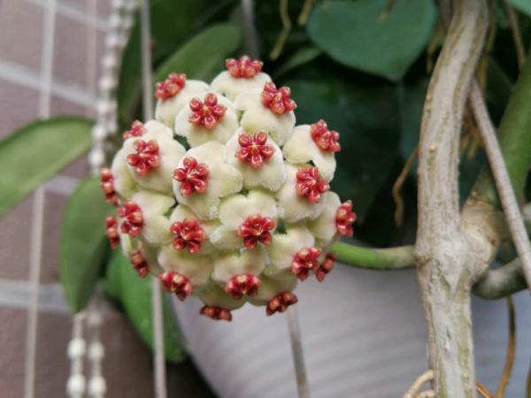 家裡別隻養綠蘿，15種精緻耐陰花，光照不好也能長很美