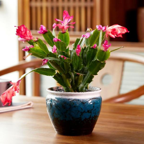 9種“懶人花”，適合小盆養，管得“少”一些，才能多開花