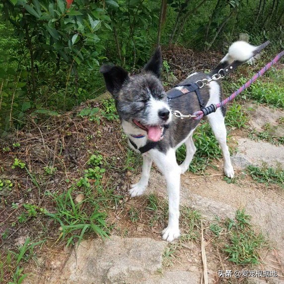 主人因病住院,狗狗每天期待主人回家,一年後的團聚卻是離別 主人因病住院,狗狗每天期待主人回家,一年後的團聚卻是離別