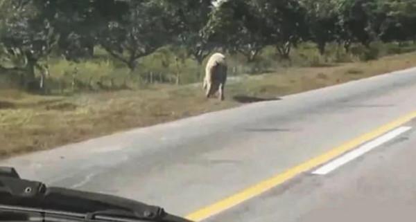 為了自由，勇敢小豬從高速行駛卡車上一躍而跳，被救後改變了主人