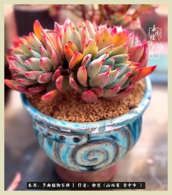 這低谷的一年,感謝多肉的陪伴 這低谷的一年,感謝多肉的陪伴