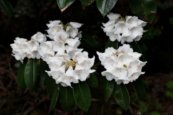 杜鵑花綻放，等你邀約