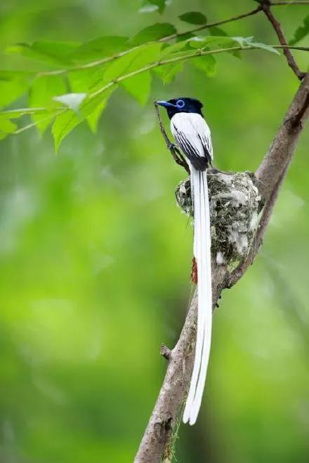 一支清新美麗的，壽帶鳥，尾巴長長，仙氣飄飄，美得像仙女