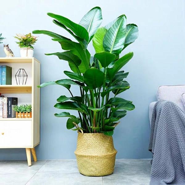 客廳想養“大盆栽”,建議從這10種裡面選,格調高寓意好,還養人 客廳想養“大盆栽”,建議從這10種裡面選,格調高寓意好,還養人