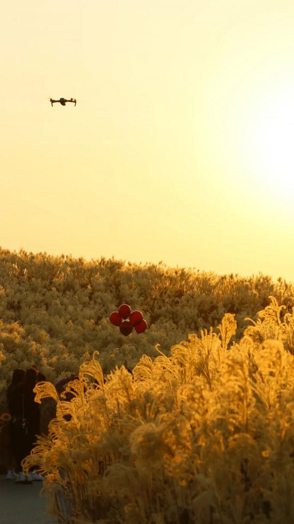 蘆葦搖，花絮飄！快來拍美美的冬季浪漫大片吧！