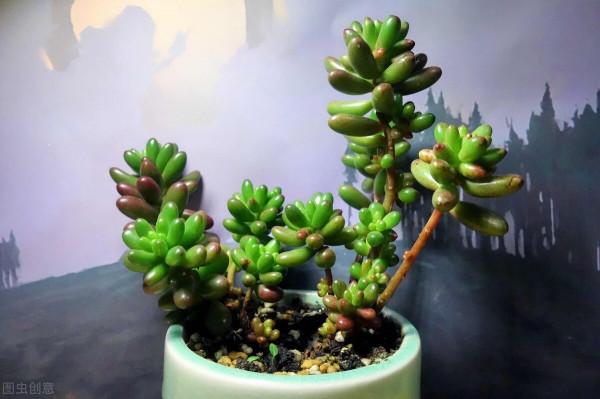 養花必不可少的小物件，在家常備一些，養花得心應手