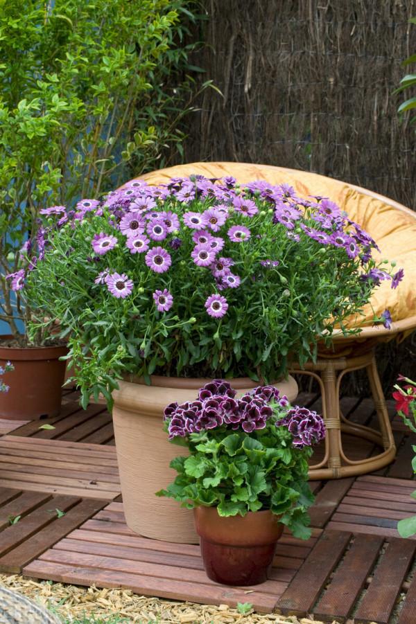 第一次發現,家裡這些垃圾用來養花,是這麼實用 第一次發現,家裡這些垃圾用來養花,是這麼實用