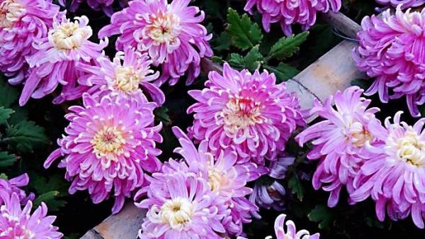 兼六香菊-花團錦簇，端莊典雅，觀賞性極高