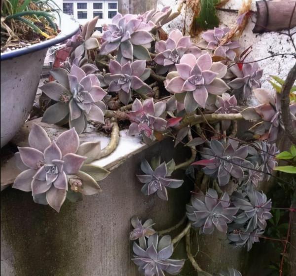 多肉植物 | 多肉個個都是老樁 多肉植物 | 多肉個個都是老樁