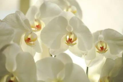 分享——高雅多姿的蝴蝶蘭