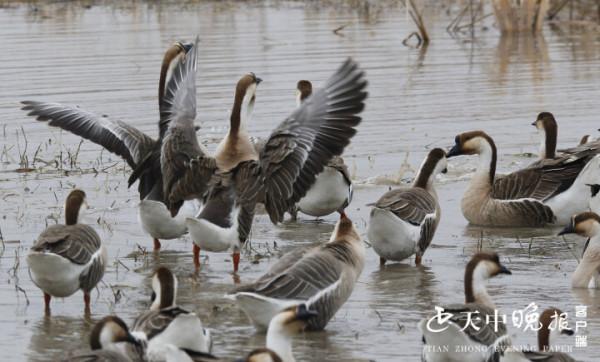 一道亮麗風景：美麗雁鵝翩翩起舞宿鴨湖