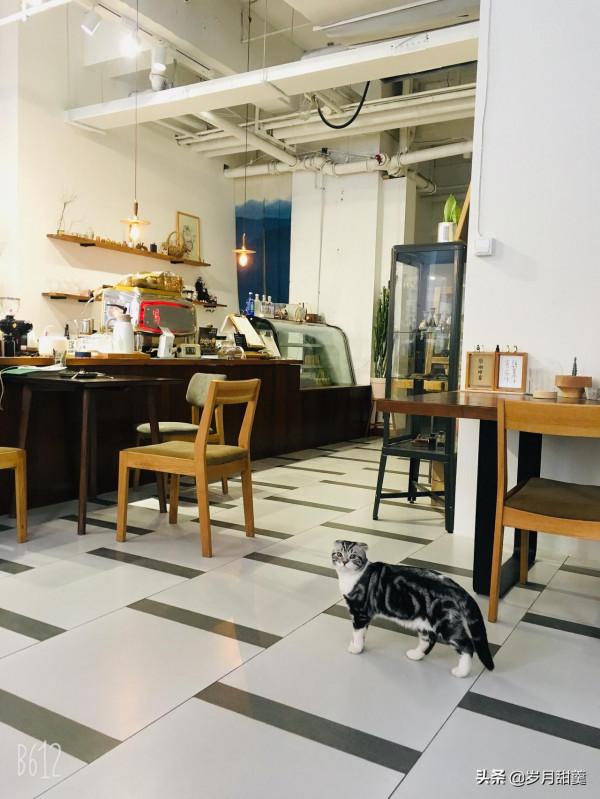 關於給貓貓起什麼名字的事情,我聽過很多有趣的名字 關於給貓貓起什麼名字的事情,我聽過很多有趣的名字