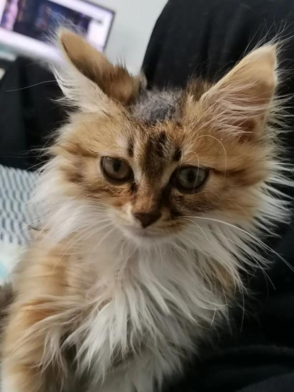 養兩隻性格完全不同的小貓咪，是怎樣的一種體驗？