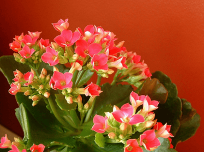 2022花開有時——正月初三 伽藍菜 大吉大利 長命百歲