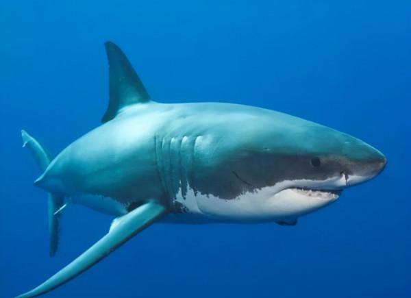 這4種魚請停止食用，或是甲醛和重金屬&OpenCurlyDoubleQuote;攜帶者&rdquo;，瞭解一下