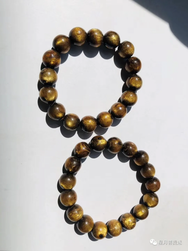 海中黃金木海柳中血柳區分