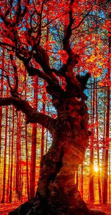 名人名家文學刊「中國石泉」 名人名家文學刊「中國石泉」