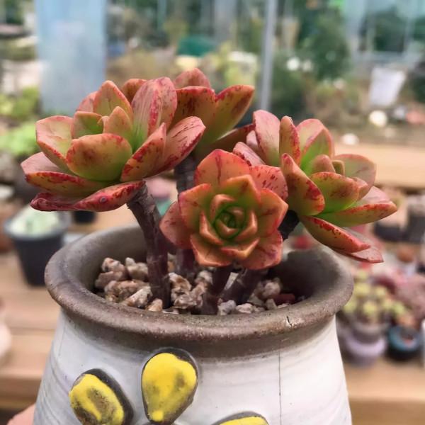 多肉植物 | 法師品種