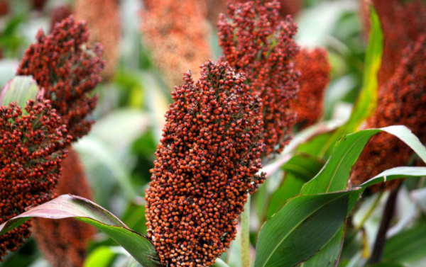 10元1斤的散裝酒能買嗎？牢記&OpenCurlyDoubleQuote;3個特點&rdquo;，以後再買不吃虧