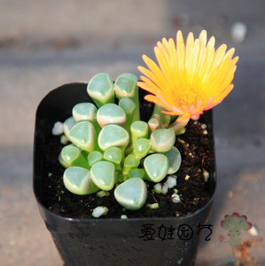 喜歡冬季“開花肉”,就養這4種,個個都很美,還可做年宵花 喜歡冬季“開花肉”,就養這4種,個個都很美,還可做年宵花