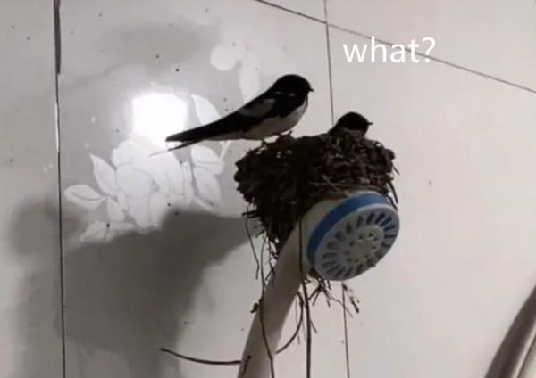 該如何處理流浪狗？一味消滅就行了？要從源頭上解決問題