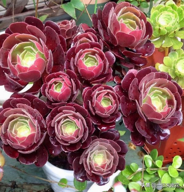 入秋以後，多肉法師要放養，丟失外長勢旺，養成群生手捧花