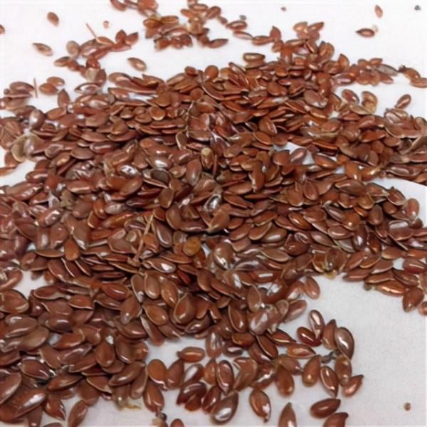 讓孩子健康成長，增長智力，提高學習能力的飲食方案