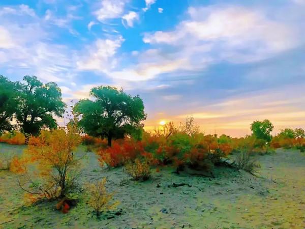 胡楊林，數不盡的人間美景