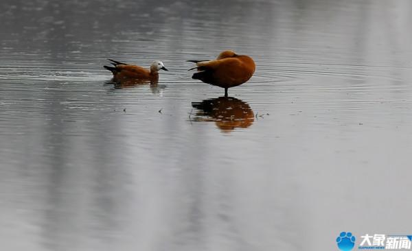 請叫我“赤麻鴨”，我不是鴻雁更不是野鴨子