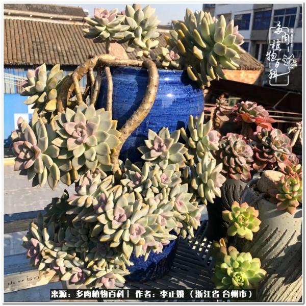 我的多肉，我的小世界