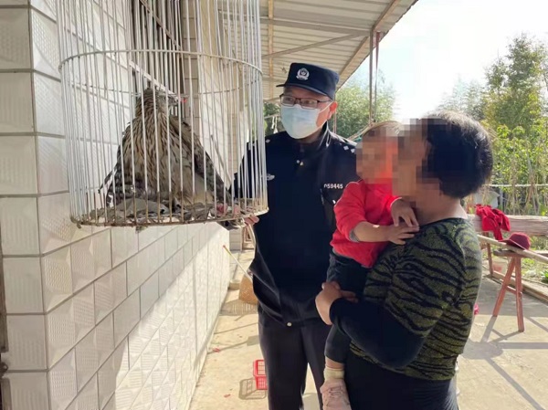 蒼鷺和雞鷹飛進兩戶崇明家中 都以貴客之禮相待