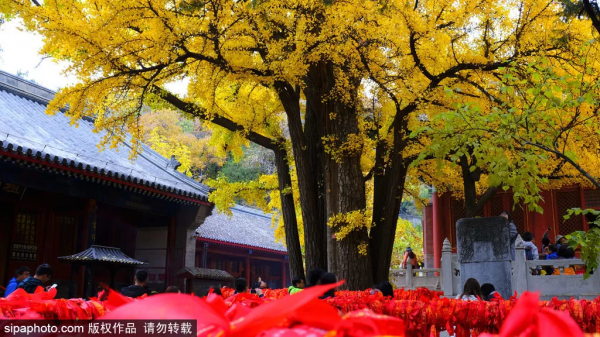 靜享安寧!北京這些寺廟裡,藏著最最最詩意的秋天 靜享安寧!北京這些寺廟裡,藏著最最最詩意的秋天
