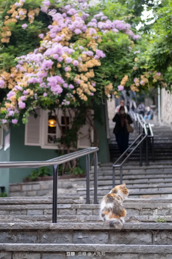 偶遇路中央喝水的流浪貓，大叔停車等候，畫面過暖