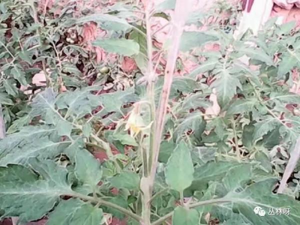 我和母親相愛相殺的那些年