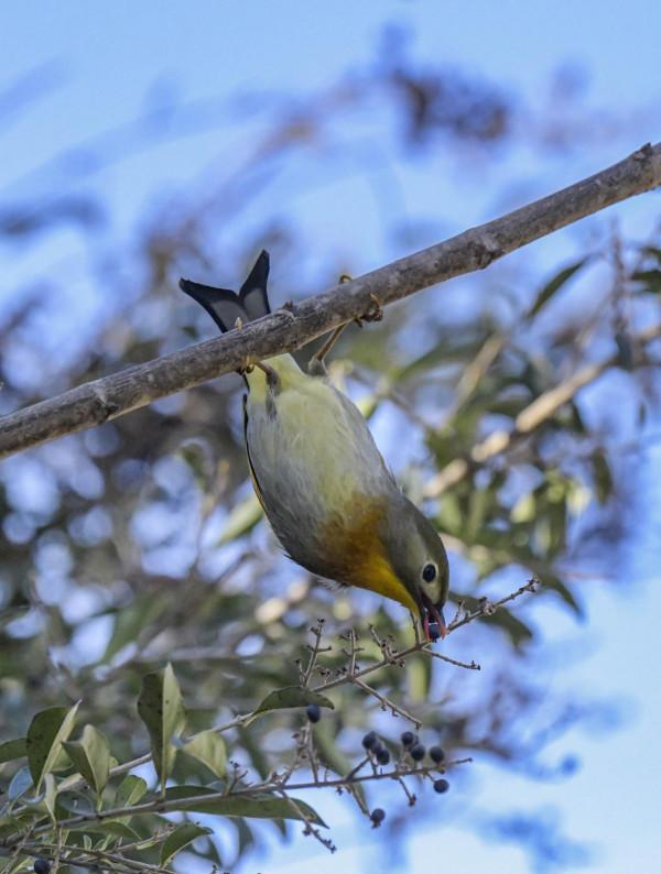 相思鳥,你怎能如此迷人? 相思鳥,你怎能如此迷人?