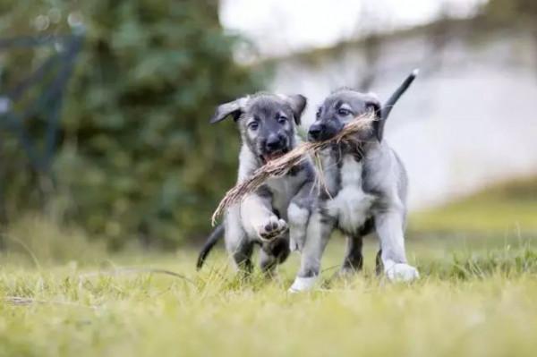 這些汪星人真的不是複製粘貼出來的嗎？太可愛了