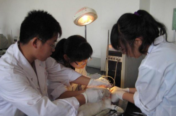 三無家庭的學生,儘量不要學醫,醫學生就業資料,具有很強說服力 三無家庭的學生,儘量不要學醫,醫學生就業資料,具有很強說服力