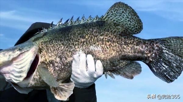 廣東一男子在東江野釣遇大貨，20多斤重嘴巴拳頭大，網友：罕見