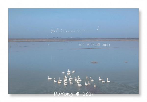 國家一級保護動物白鶴現身博望石臼湖