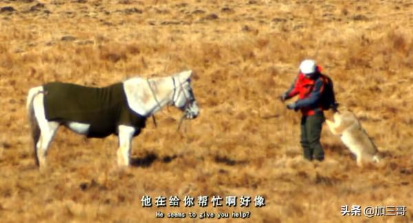 紀實電影《重返狼群》－尋找狼群，小狼格林牽馬救母