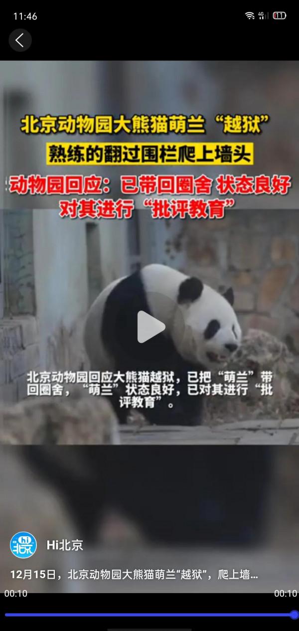 12月15日：一隻熊貓差點越獄成功