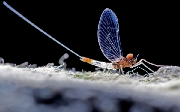 蜉蝣只能活一天?那它存在的意義是什麼,只是為了繁衍後代嗎 蜉蝣只能活一天?那它存在的意義是什麼,只是為了繁衍後代嗎