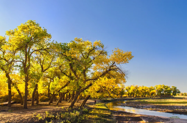 毫無懸念!今年最美的國內秋天,果然還是額濟納 毫無懸念!今年最美的國內秋天,果然還是額濟納