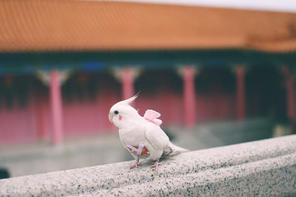玄鳳鸚鵡雛鳥感冒吃什麼藥 玄鳳鸚鵡雛鳥感冒吃什麼藥