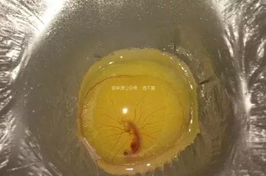 把受過精的烏龜蛋打進保鮮膜內,60天后奇蹟出現了 把受過精的烏龜蛋打進保鮮膜內,60天后奇蹟出現了