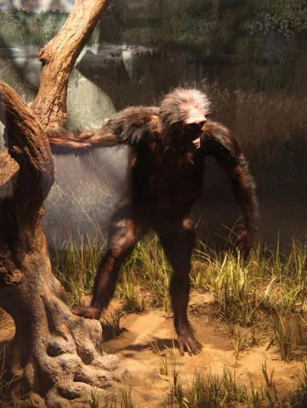 人類的最原始祖先是誰？它從哪裡來，又來自哪個具體年代？