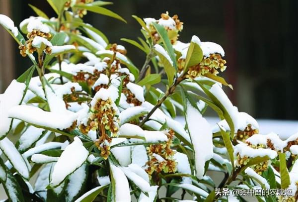 枇杷想要高產高量，冬季花期管理很重要