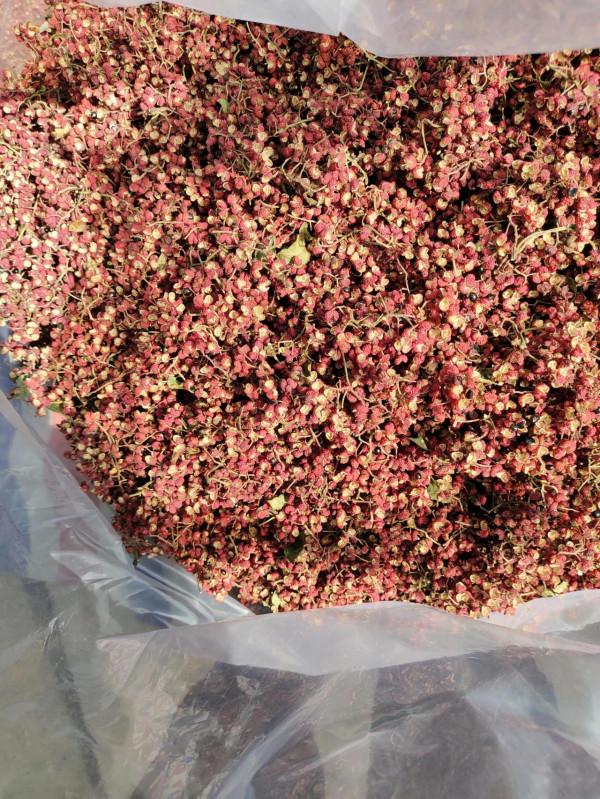 今年果農蘋果樹挖了,該種植什麼?我來告訴你 今年果農蘋果樹挖了,該種植什麼?我來告訴你